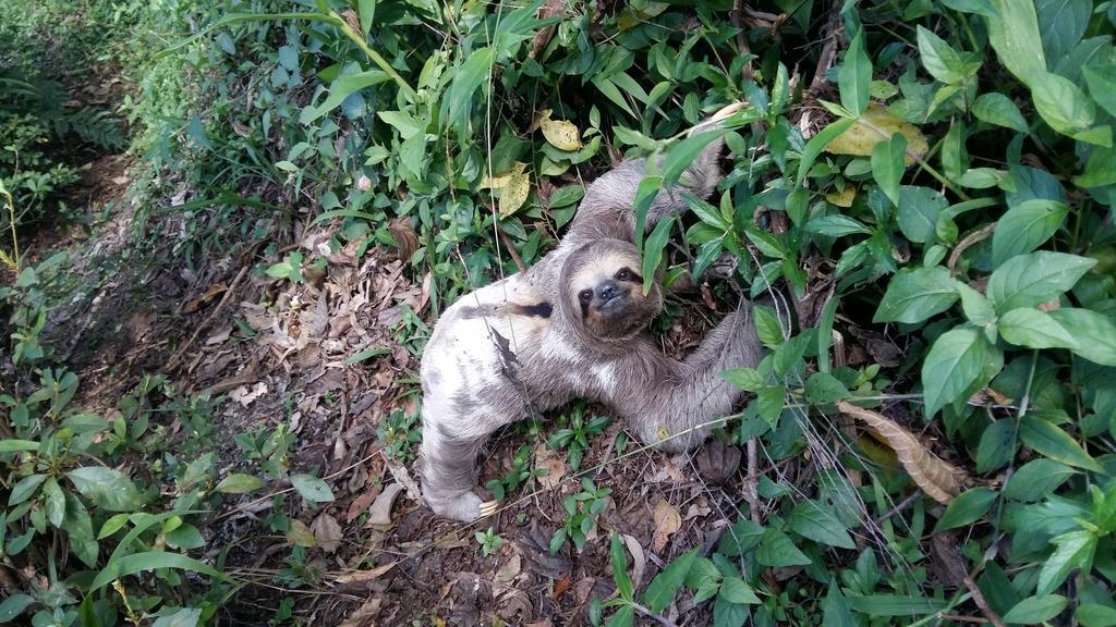 Pousada Terra Do Amor Teresopolis Bagian luar foto
